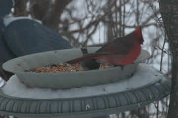 Cardinal at feeder2