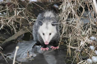 oppossum