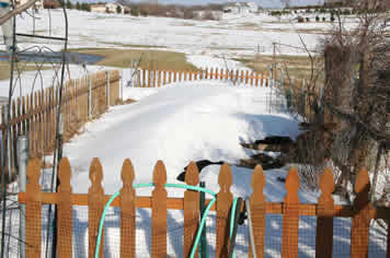 Snow covered garden