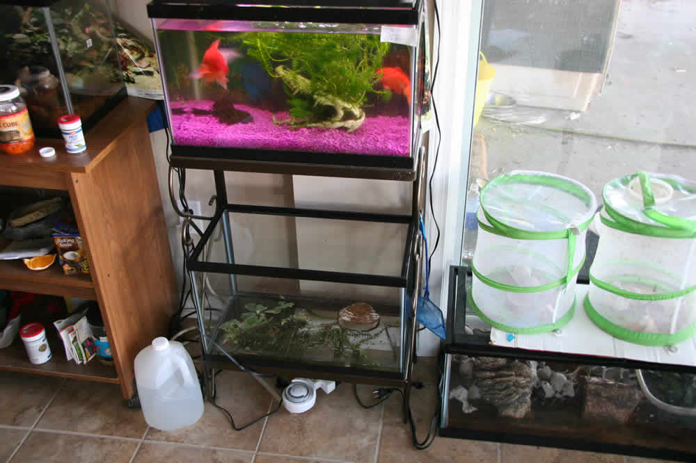 Inside fish, frogs, tadpoles