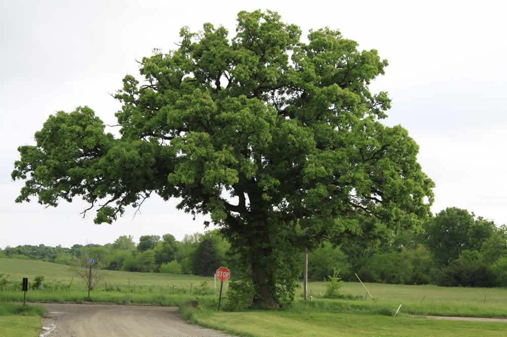 Baldwin Run Oak tree