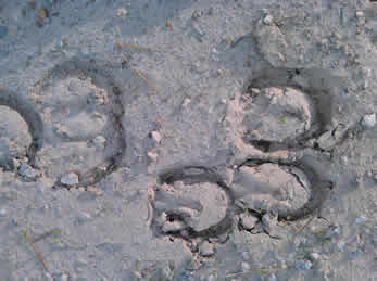 horse tracks