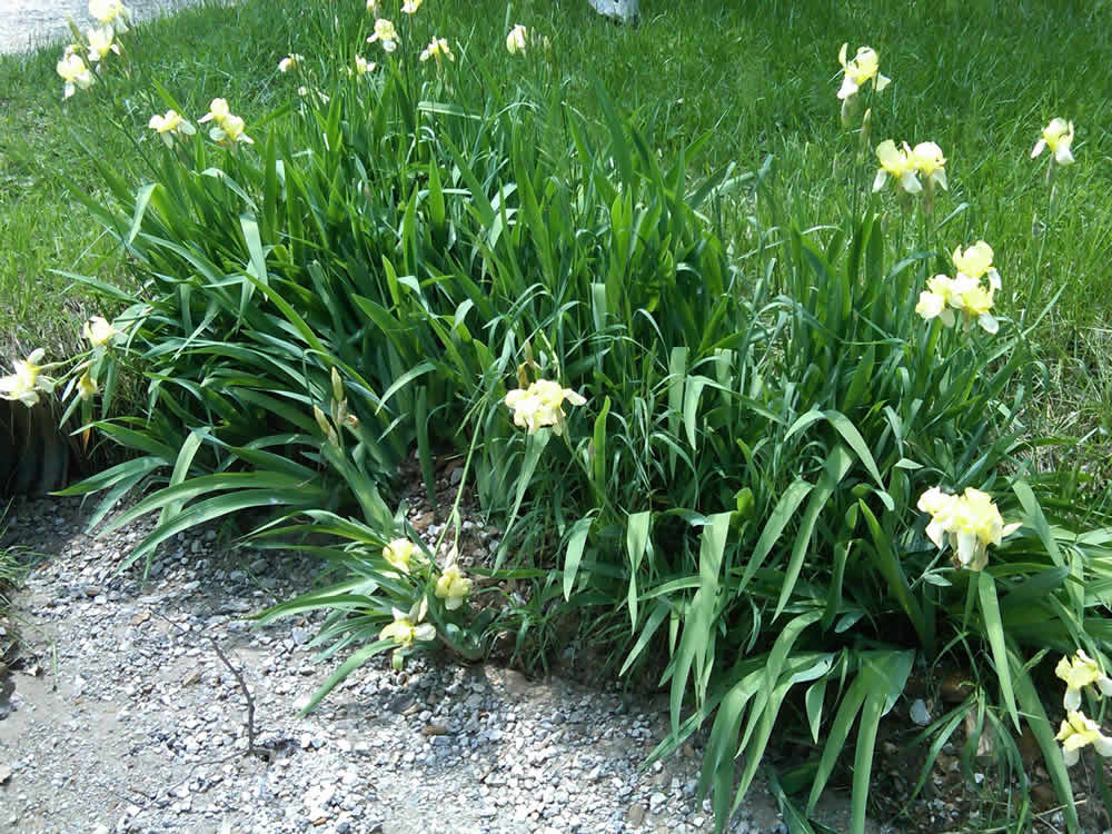 Irises on Signal Oak Hill