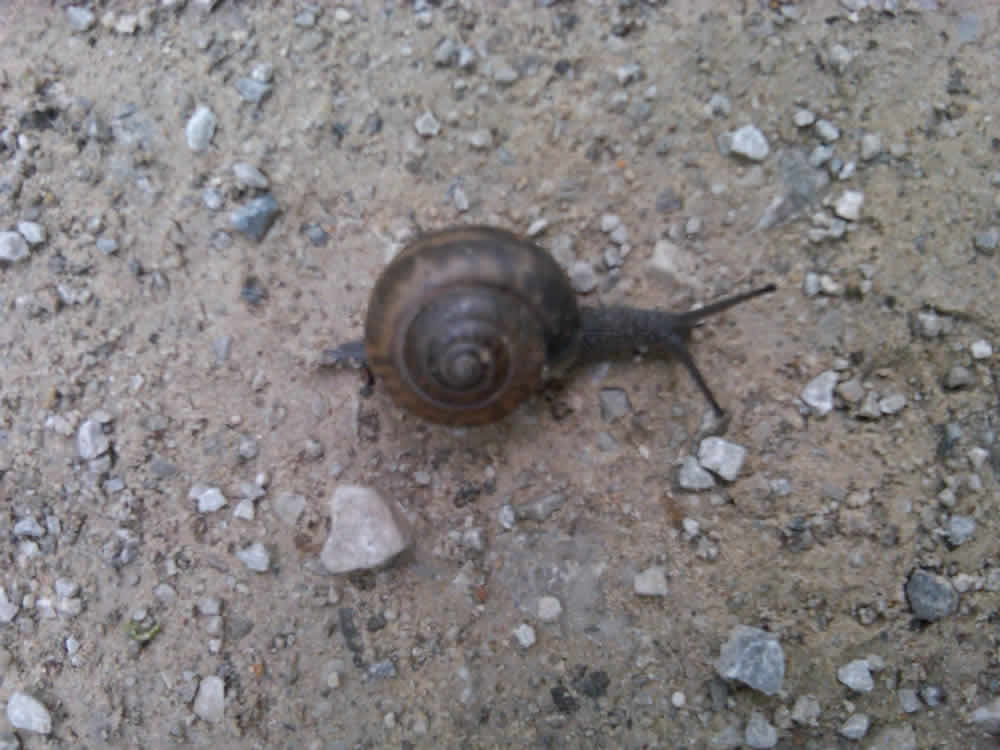 Baldwin Run snail