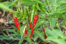 hot peppers