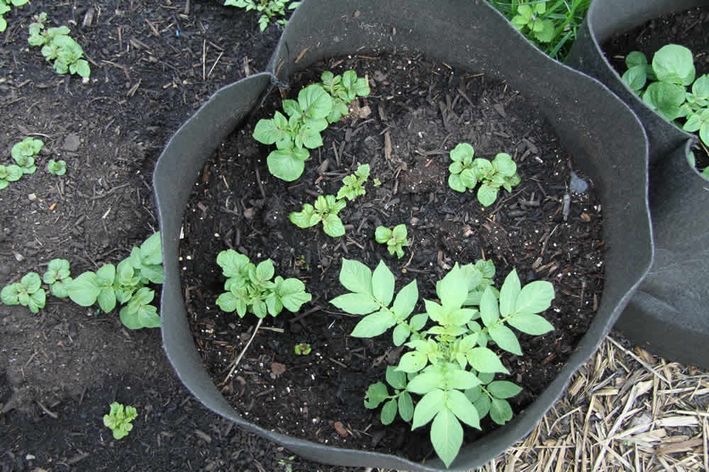 potato sprouts in bag