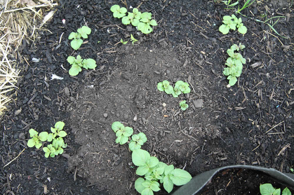 potato eyes planting