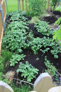 potato garden