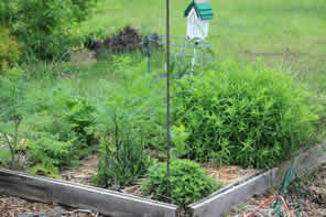 raised bed butterfly garden