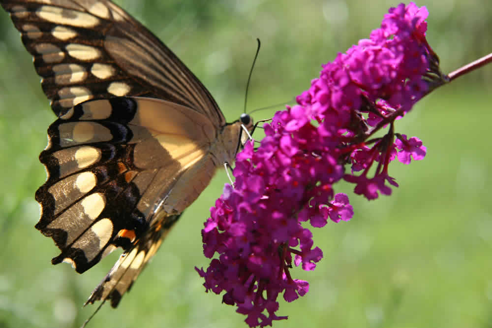 butterfly bush