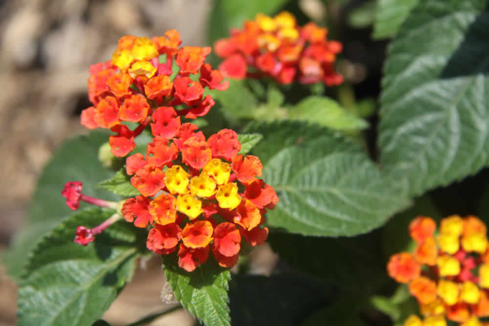 lantana