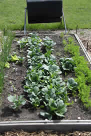 raised bed fall crop