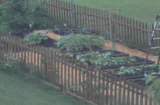 Raised beds from above