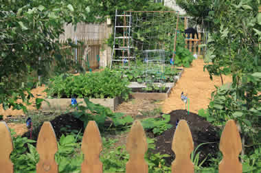 raised beds eye level