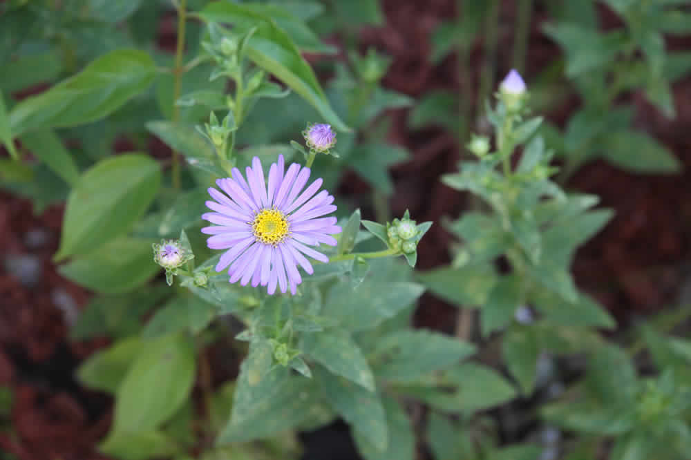 aster