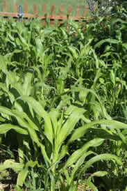 raised beds corn