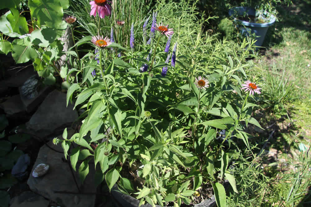 butterfly garden