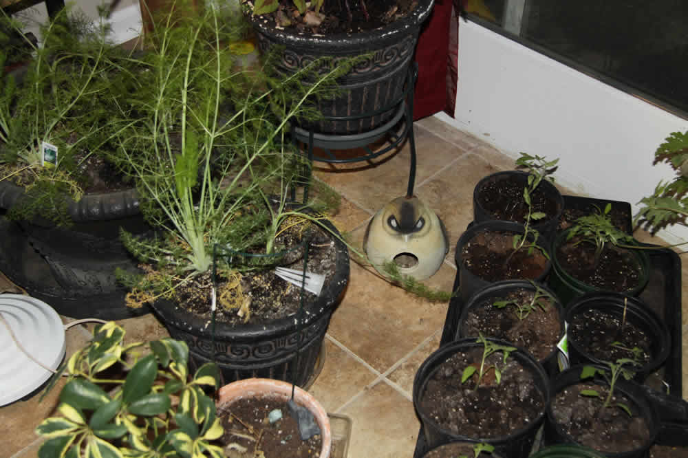 indoor potted plants