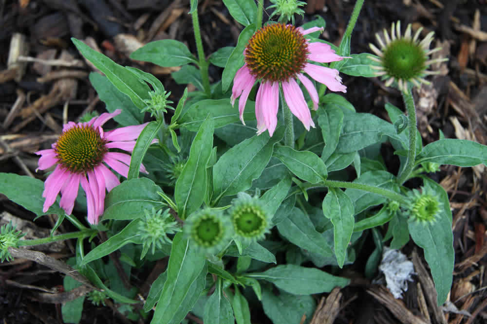 cone flower