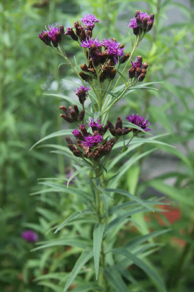 ironweed