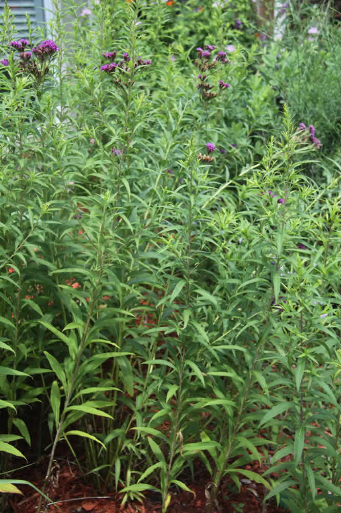 raised butterfly bed