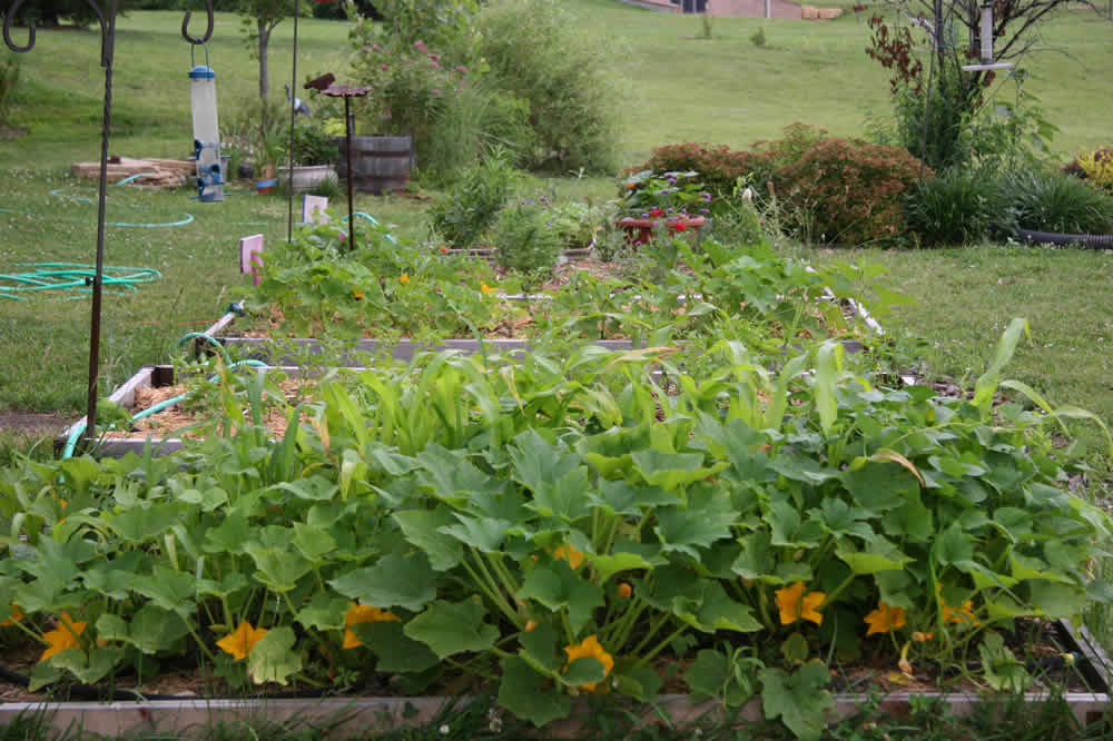 Three Sisters in raised bed