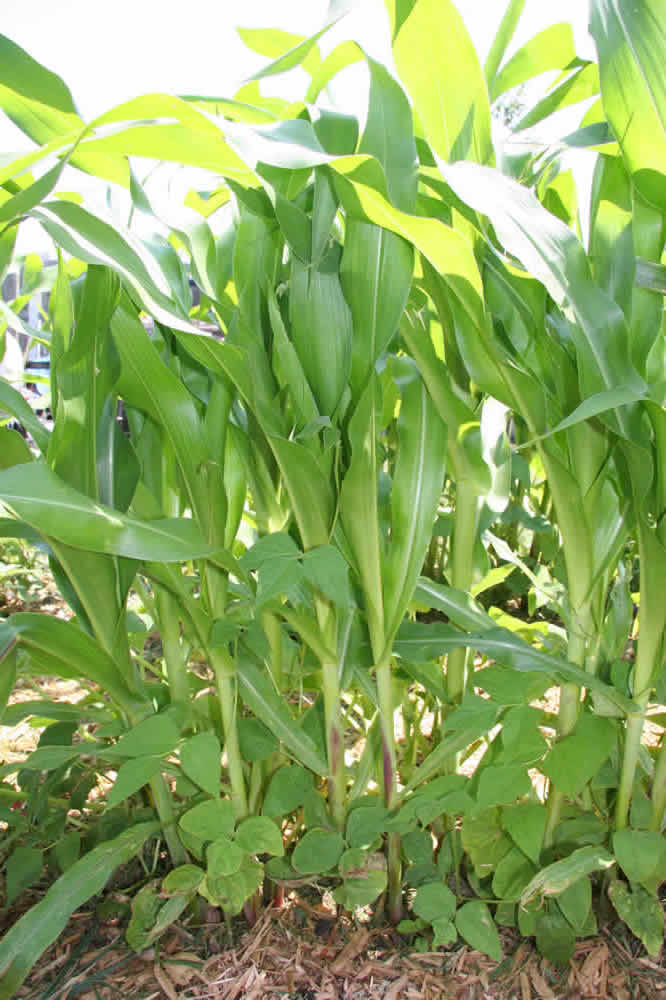 Corn, squash and beans