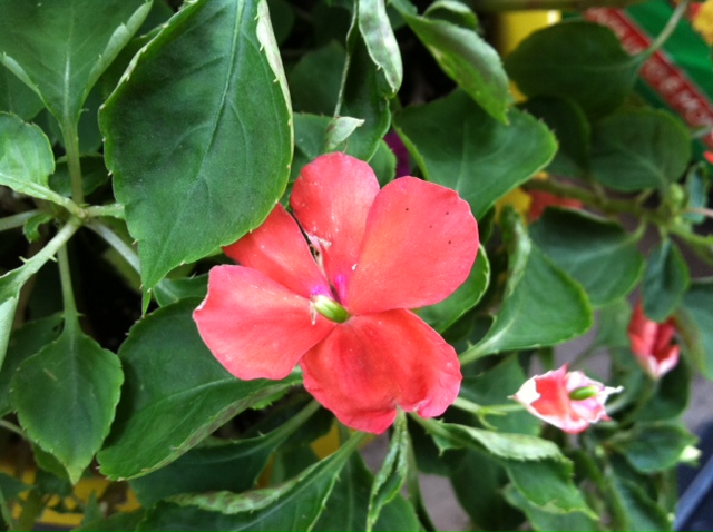 impatiens