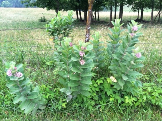 milkweed