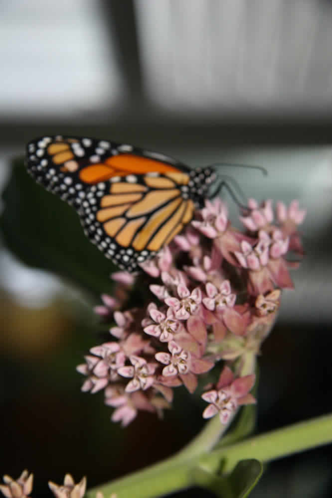 milkweed