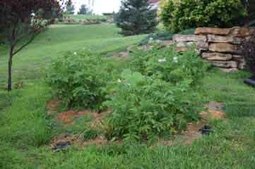 Raised Bed Garden