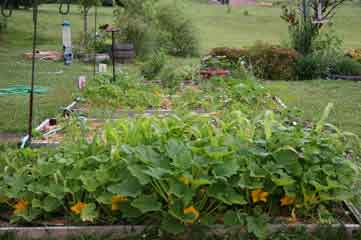 Three Sister in a raised bed