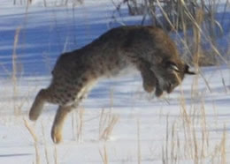 Baldwin Bobcat pouncing