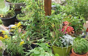 container garden