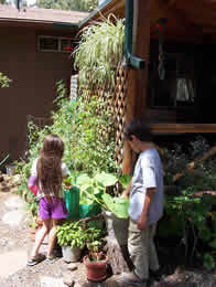 Tosh and Ari container garden