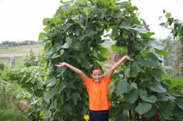 Ari and gourd plant