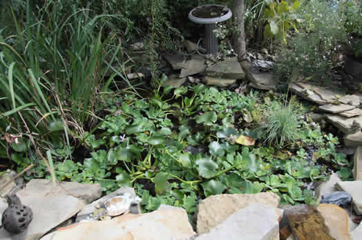 Closeup of pond