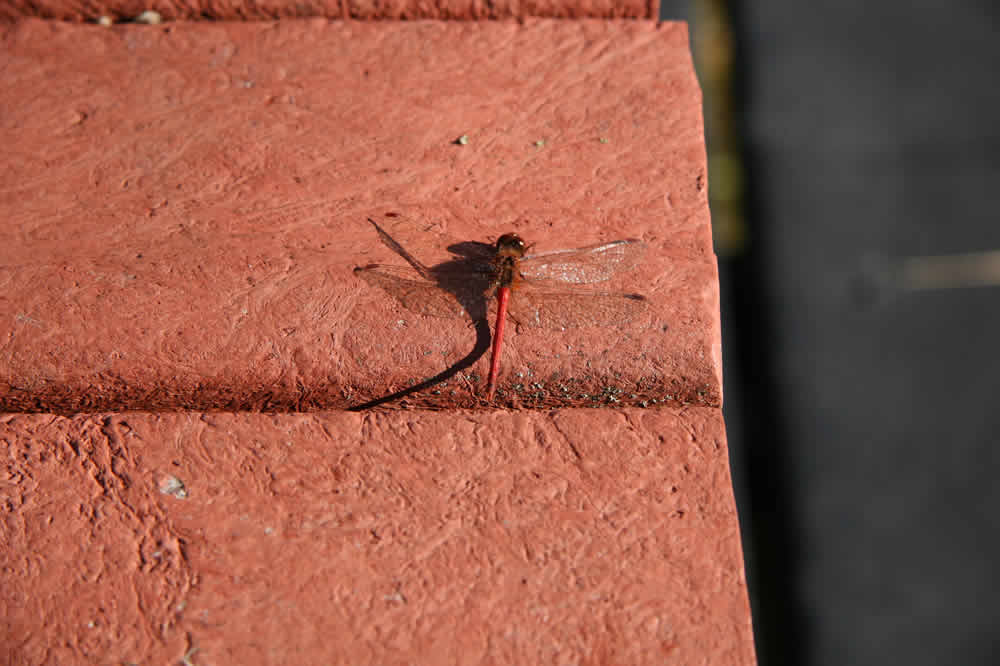 dragonfly on bench