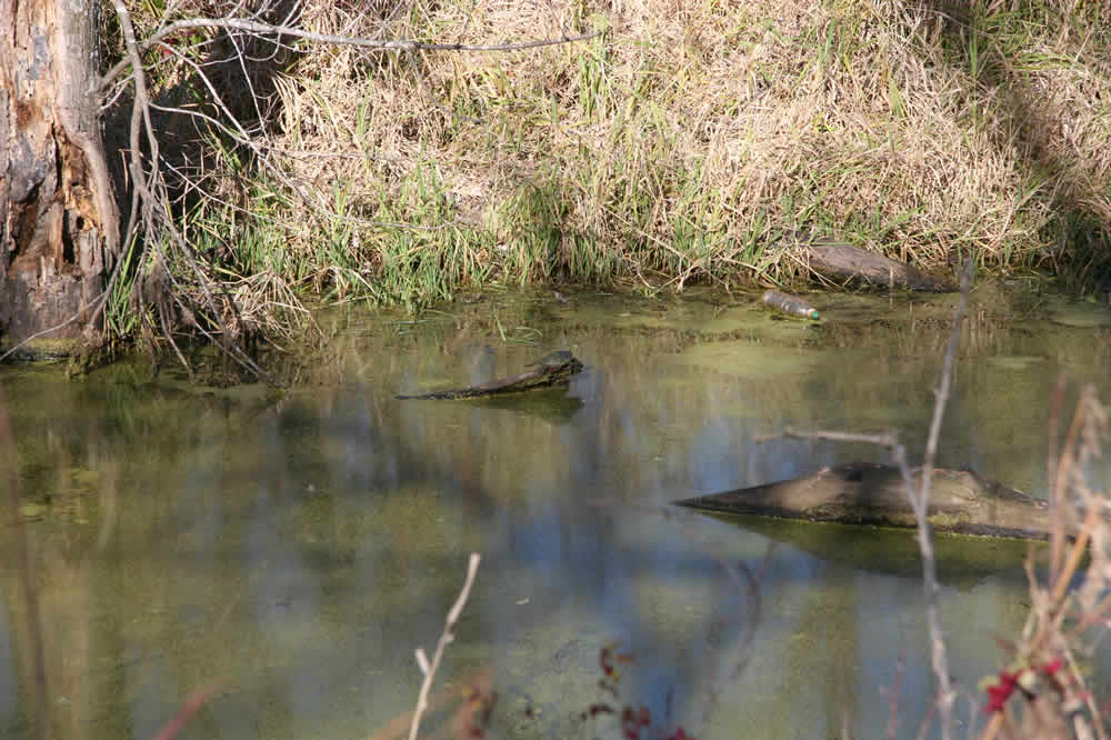 turtle slider wetlands