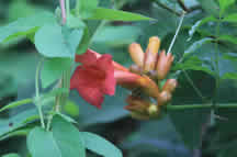 trumpet vine