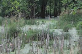 South side marshes