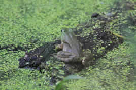 wetlands frog