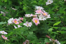 wetlands flowers