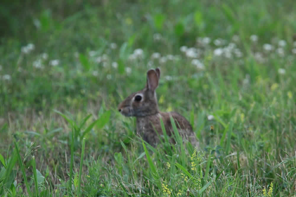 wetlands rabbit