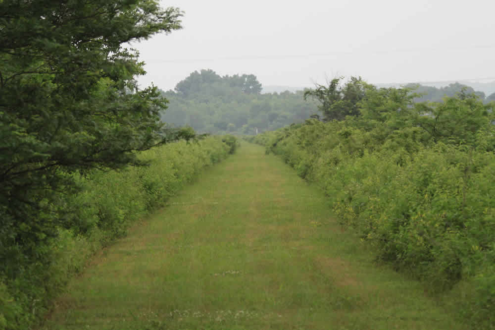 wetlands south trail