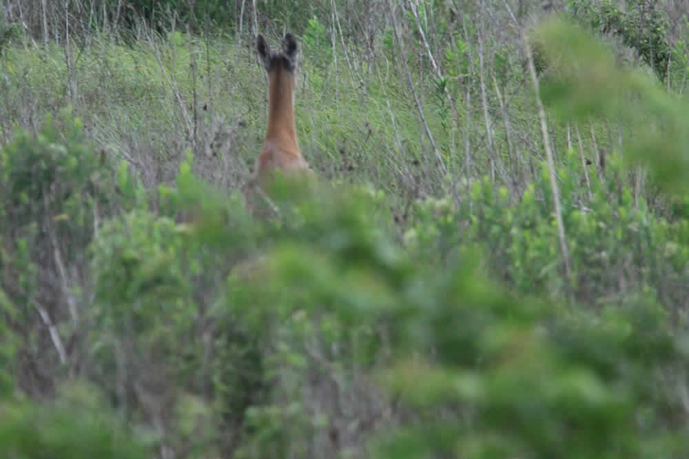 wetlands deer 1