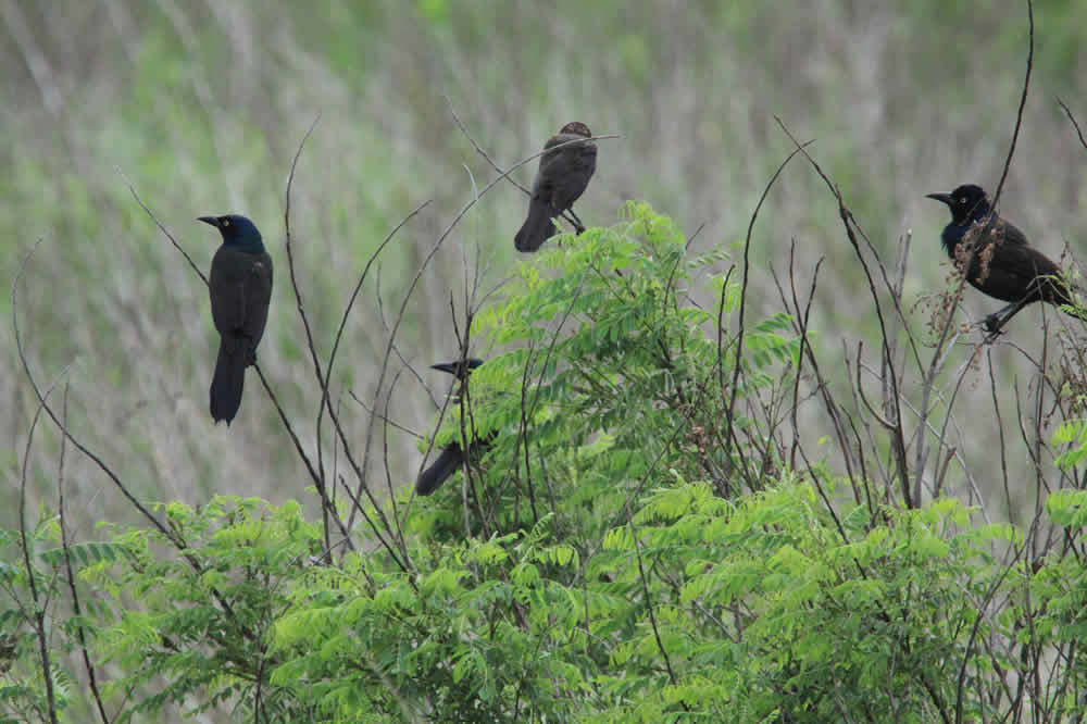 wet land blackbirds
