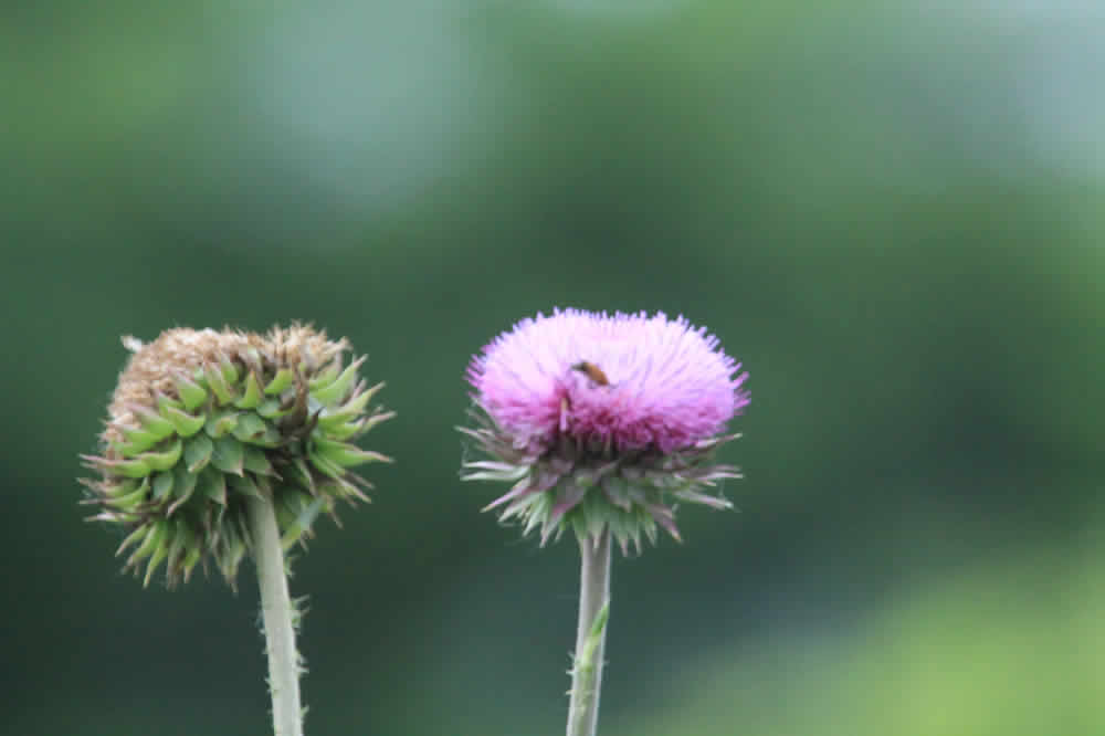 wetlands thistle