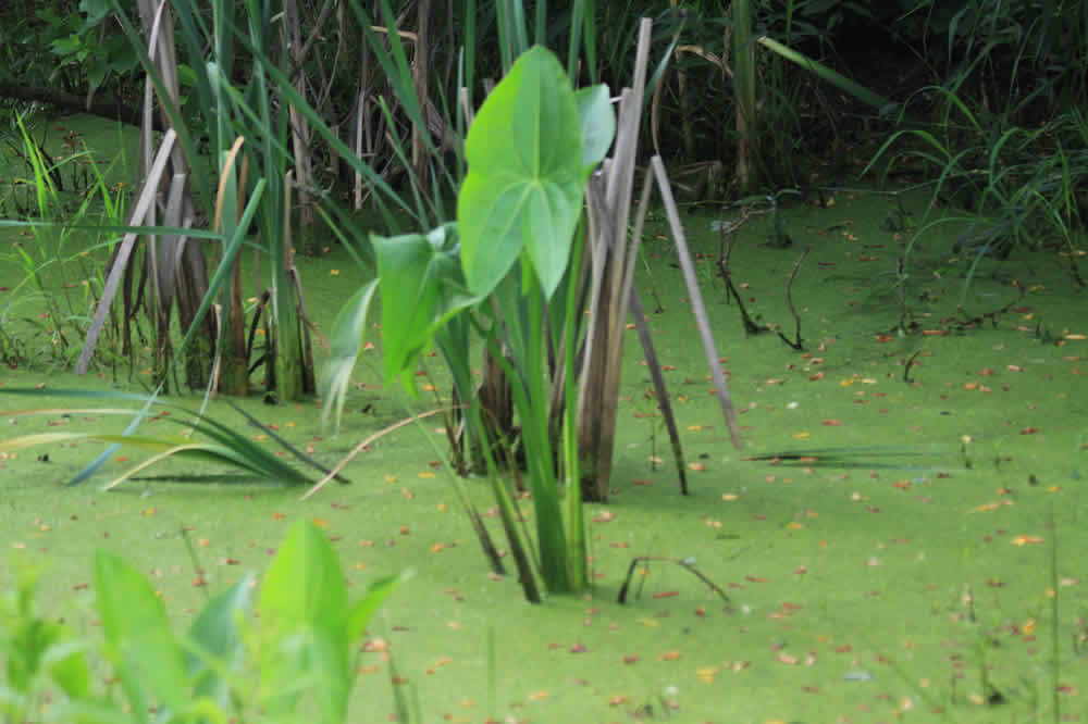 marsh plants in wetlands