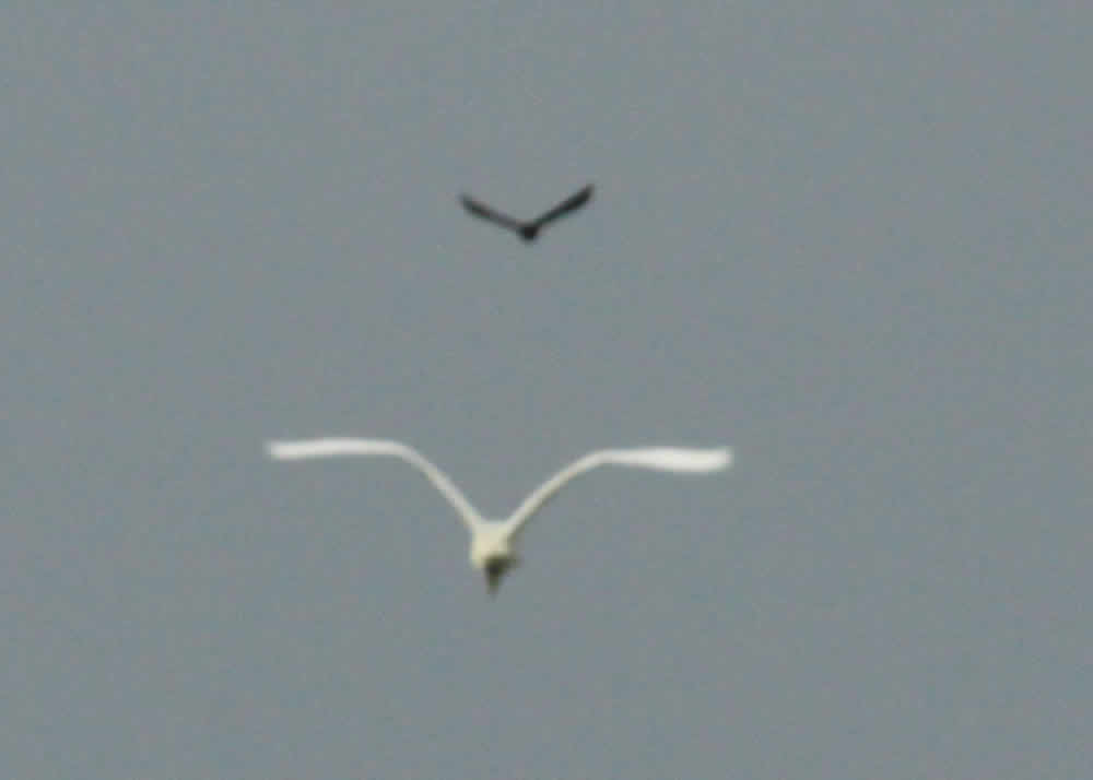 birds overhead wetlands